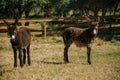 Couple of nice donkeys trotting on a corral