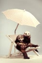 Couple of nice ferrets - portrait on beach chair in studio Royalty Free Stock Photo