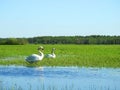 Beautiful swan birds in flood field, Lithuania Royalty Free Stock Photo