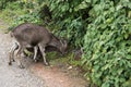 Couple of Nilgiri Ibex