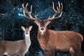 Couple of noble deer in a snowy forest. Natural winter image. Winter wonderland.