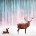 Couple of noble deer in a snowy winter forest. Winter Christmas fantasy image.