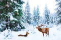 Couple of noble deer in a snowy winter forest. Christmas fantasy image. Winter wonderland