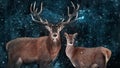 Couple of noble deer in a snowy winter forest. Natural winter image.