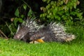 Couple of nocturnal animals Malayan porcupine