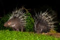 Couple of Nocturnal animals Malayan porcupine Royalty Free Stock Photo