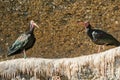 Couple of Norther Bald Ibis on rock ledge in Zoo. Endangered Species Royalty Free Stock Photo