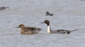 Couple of Northern pintail ducks swimming in a lake Royalty Free Stock Photo
