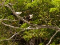 Couple o African Fish Eagles Royalty Free Stock Photo