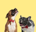 Couple od dogs moaning and sticking out tongue Royalty Free Stock Photo