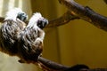 Couple Oedipus tamarin