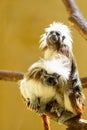 Couple Oedipus tamarin