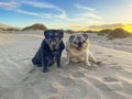 Couple of old pugs dogs sitting on the dunes desert sand for a lovely adorable portrait of animals. Sunset and blue sky in