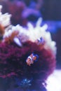 Couple of orange clown fish swimming on an anemone