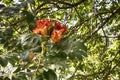 A couple of orange flowers