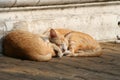 Couple orange Thai ginger cats are sleeping