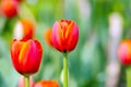 A couple of orange tulips under the sun