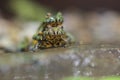 Oriental fire-bellied toad