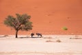 A couple of oryxes standing in the shade of a lone tree near Deadvlei Royalty Free Stock Photo