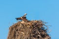 Couple of ospreys nesting Royalty Free Stock Photo