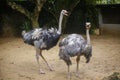 Couple of an ostrich playing in Dehiwala Zoo Garden