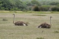 A couple of ostriches in De Hoop nature reserve