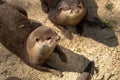 Couple of otters near a river Royalty Free Stock Photo