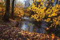 Couple paddling in kayak on forest river. Autumn forest lake surrounded by golden limbs and leaves in the autumn day
