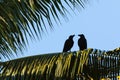 A couple of pair crows in the evening light looking at each other sits on palm tree branch Royalty Free Stock Photo
