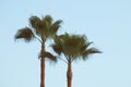 A couple of palm trees with a clear sky.