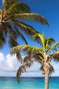 Couple palm trees close to turquoise sea water.