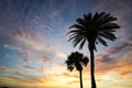 Couple of Palm Trees at Sunset