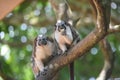 A couple of Panamanian, red-crested monkeys having a banana