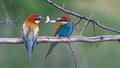 Couple of paradise birds feeding each other