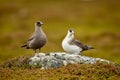 Couple of Parasitic Jaeger Stercorarius parasiticus sitting on a stone in the Norwegian Tundra.