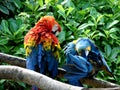 Couple parrots Royalty Free Stock Photo