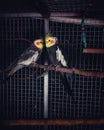 the couple parrots Royalty Free Stock Photo