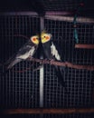 the couple parrots