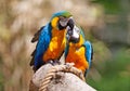 Couple of parrots kissing