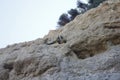 Couple of parrots kissing on the mountain in front of the sea Royalty Free Stock Photo