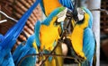 Couple of parrots kissing. Parrot ara ararauna. Blue and gold macaw. Royalty Free Stock Photo