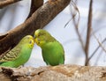 Green parrots kissing, adobe rgb Royalty Free Stock Photo