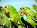A couple of parrots maritaca on guava tree.