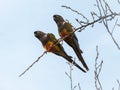 Couple of parrots named loros barranqueros posing at the top of a tree branch Royalty Free Stock Photo
