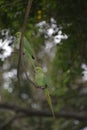 Couple Parrots