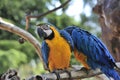 Couple of parrots Royalty Free Stock Photo