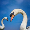 Couple of peaceful white swan - portrait