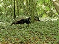 Couple of peacocks in a forest looking for food