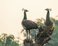 a couple of peacocks sitting on top of some branches