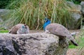 Couple of peacocks squatting on a stone